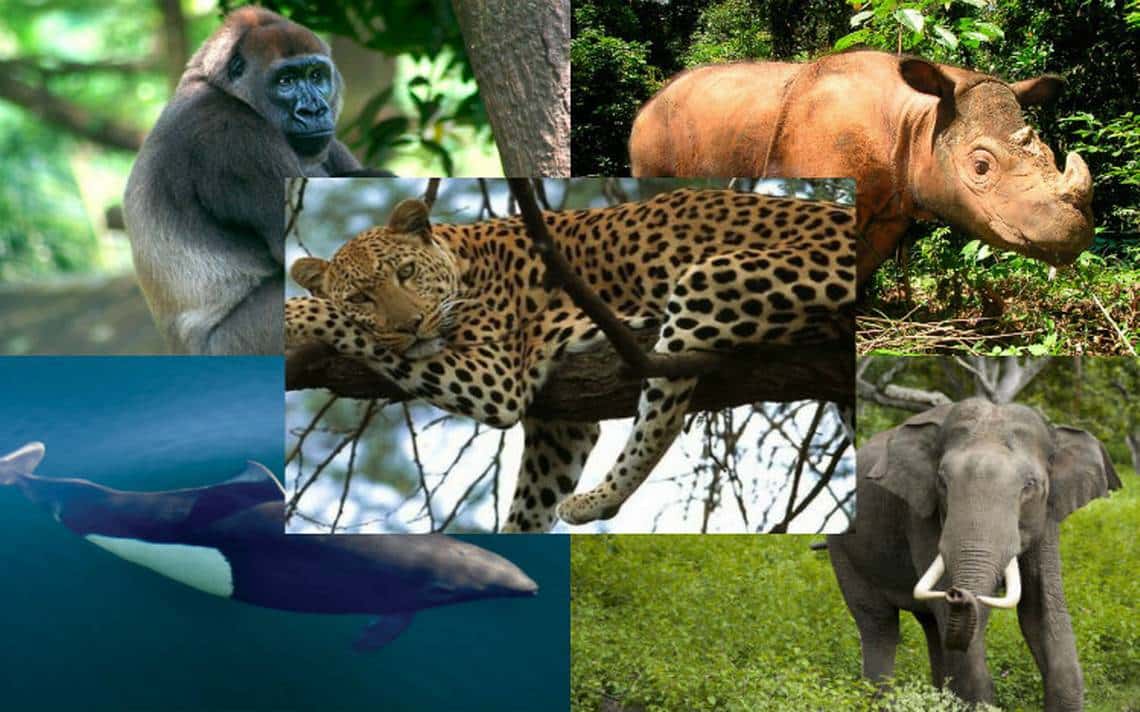 Especies en peligro de extinción