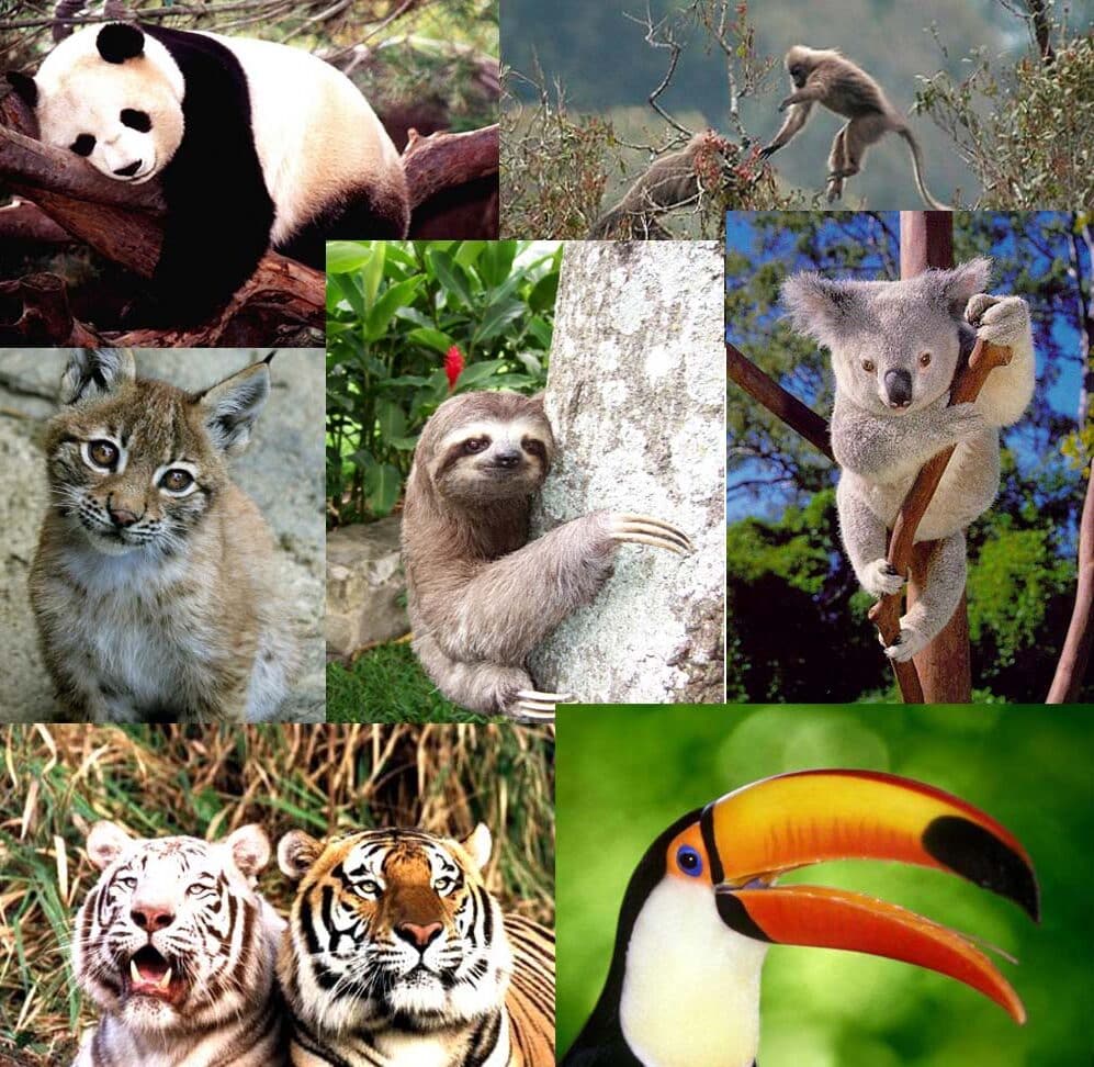 Especies en peligro de extinción