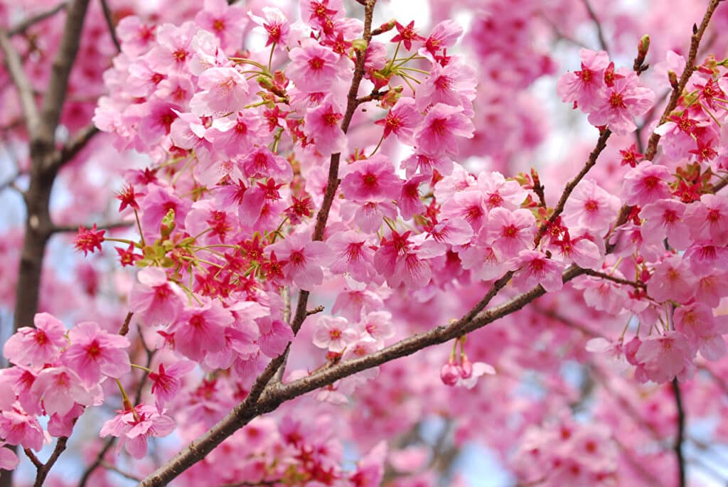 Flores de otoño