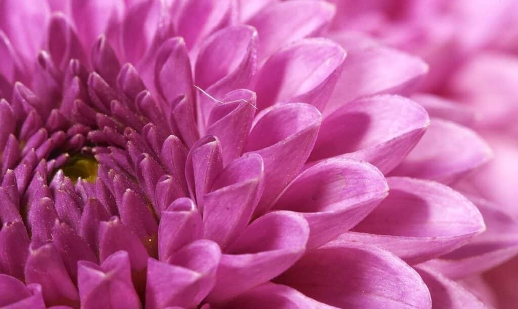 Flores de otoño