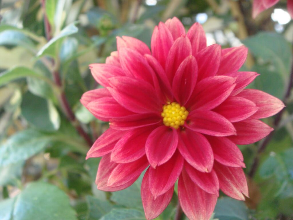 Flores de otoño