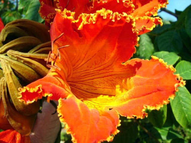 Flores de otoño