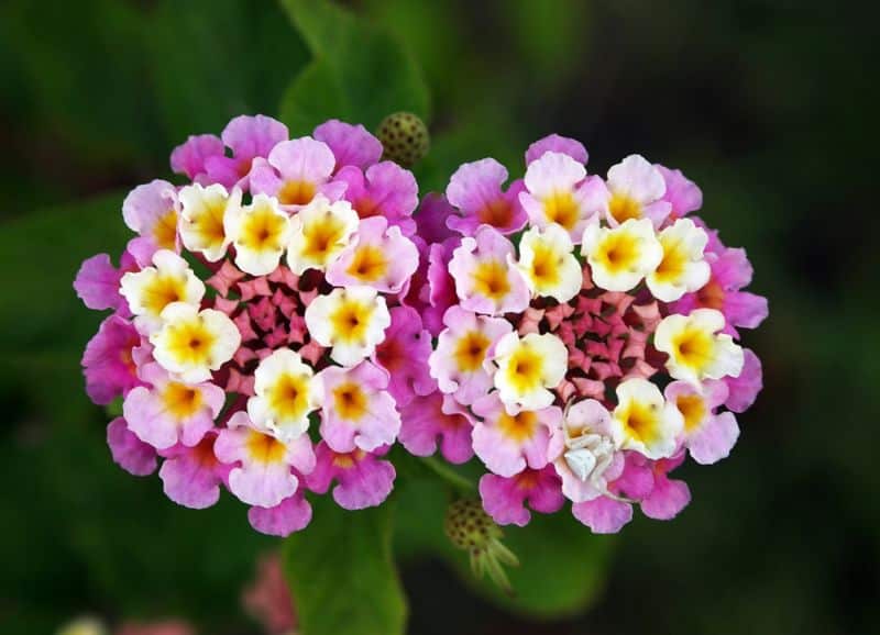 Flores de otoño