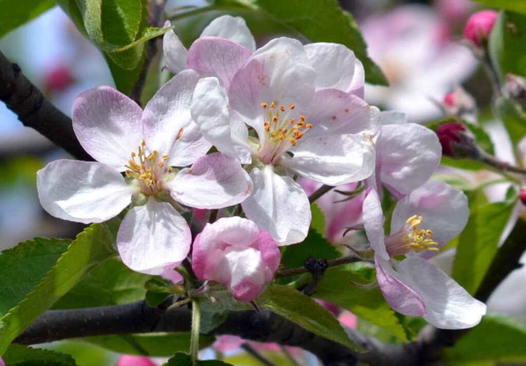 flores de otoño