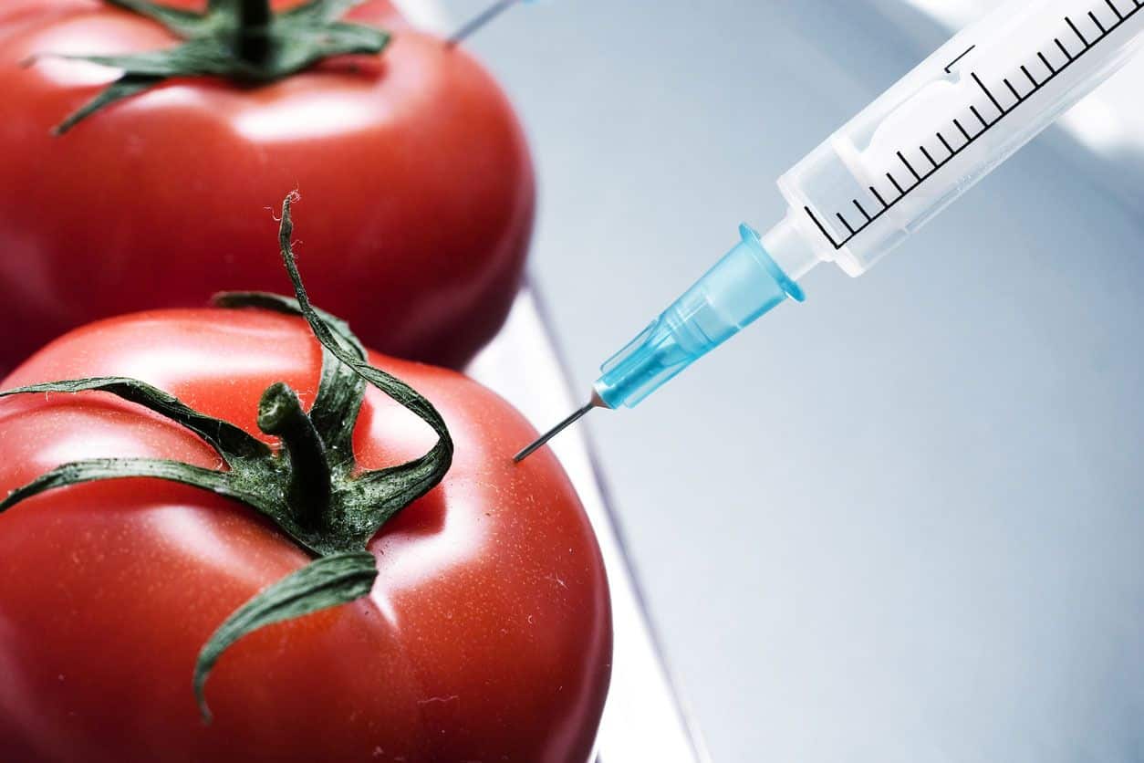 VENTAJAS Y DESVENTAJAS DE LOS ALIMENTOS TRANSGENICOS