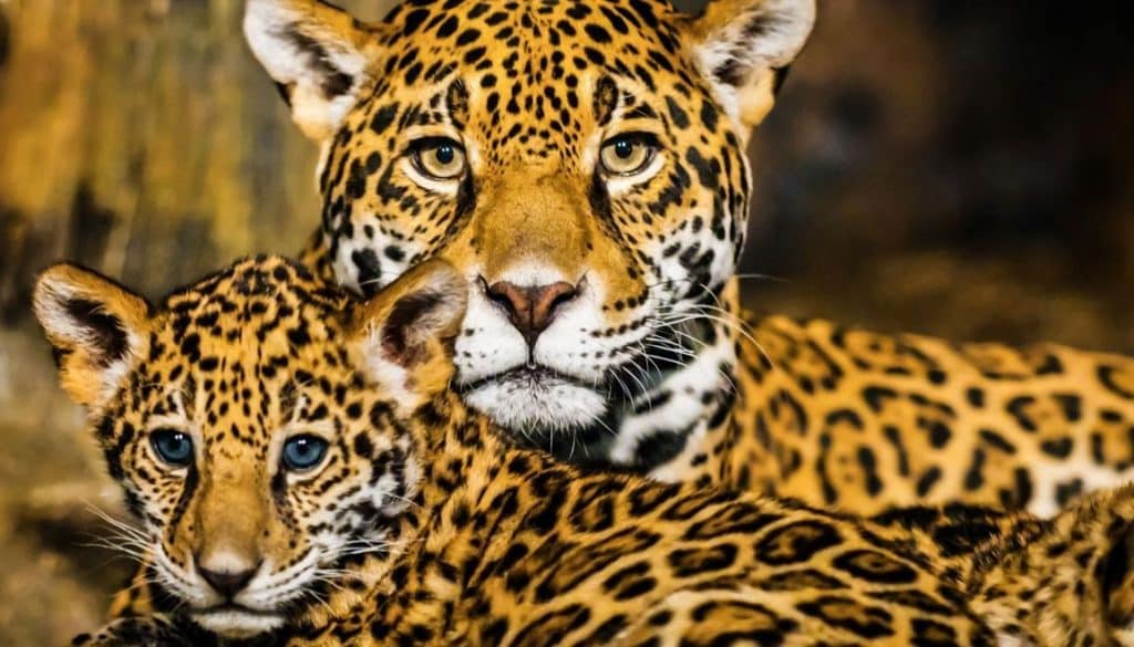 Jaguar en peligro de extinción