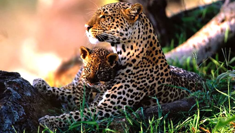 Jaguar en Peligro de extinción