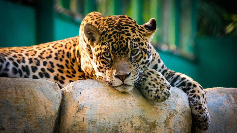 Jaguar en peligro de extinción