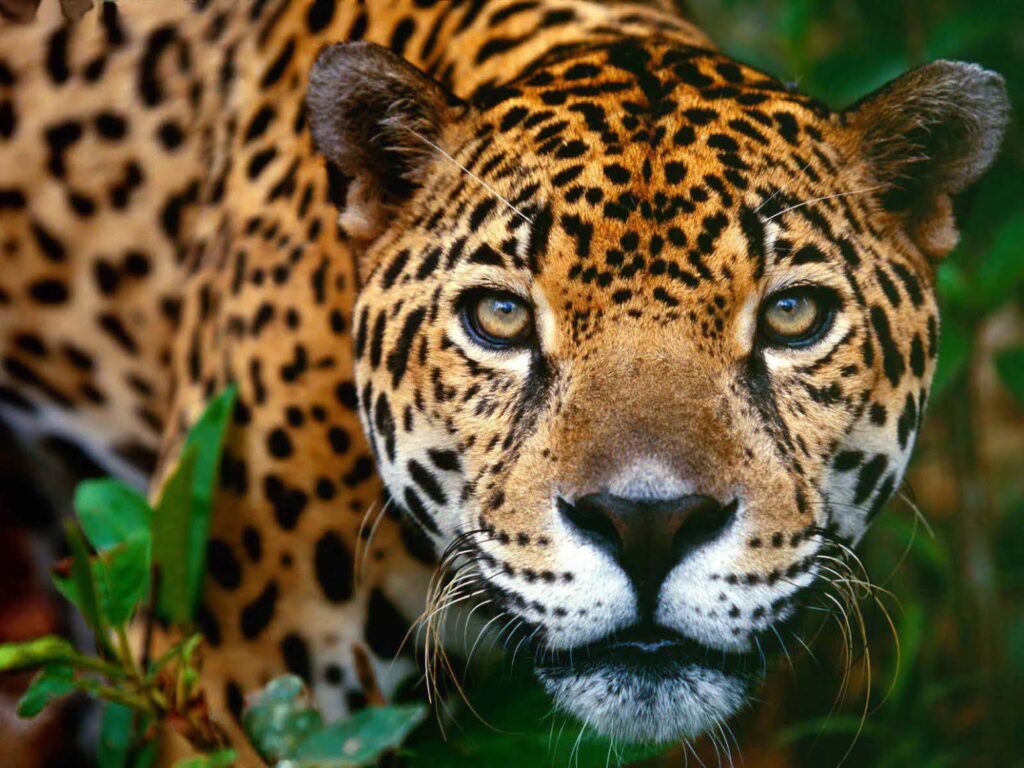Jaguar en peligro de extinción5