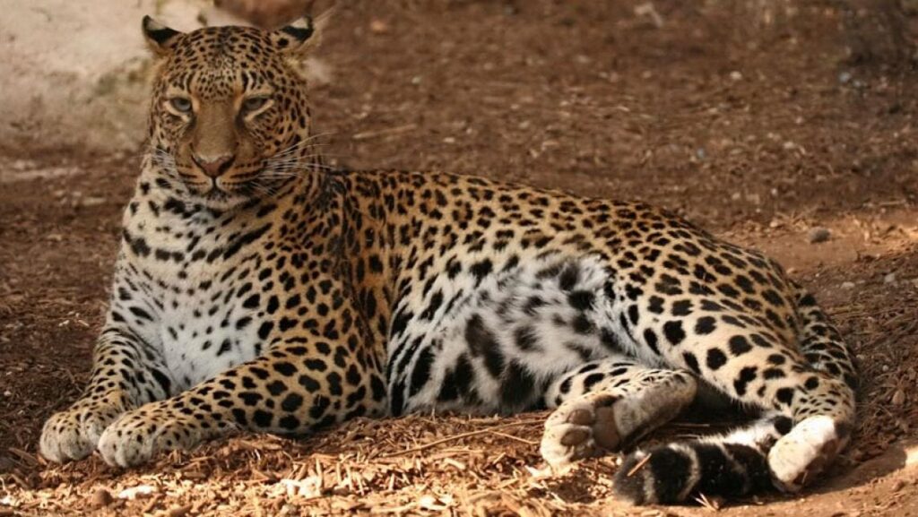 Jaguar en peligro de extinción
