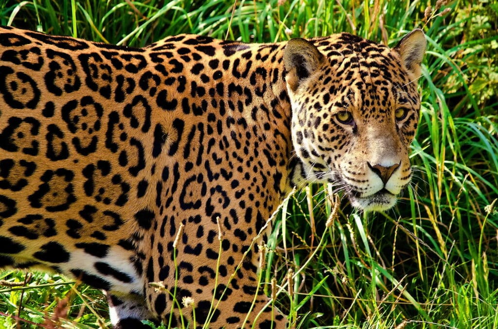 jaguar en peligro de extinción