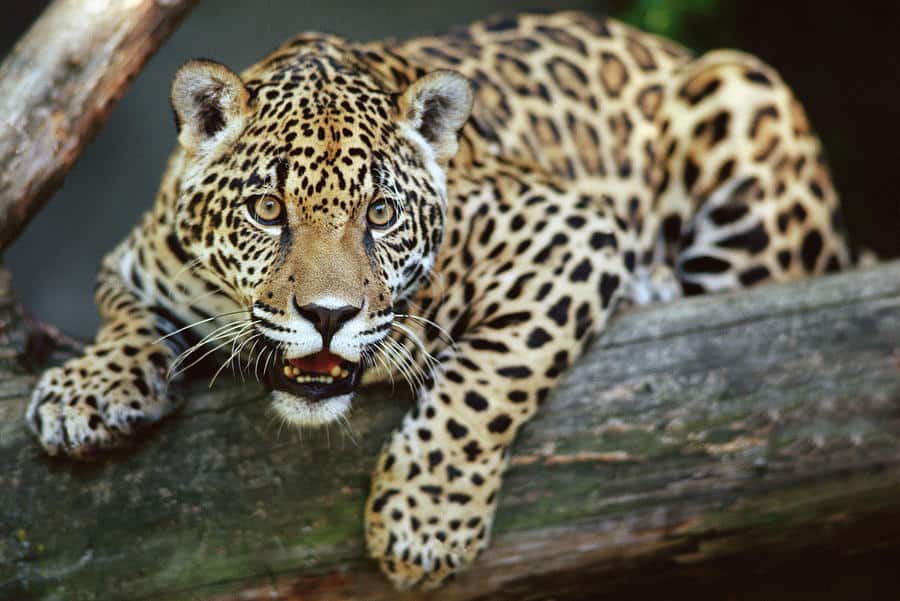 Jaguar en peligro de extinción