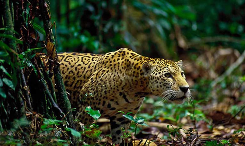 Jaguar en peligro de extinción