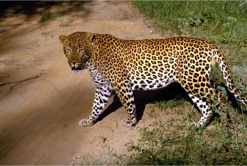 Jaguar en peligro de extinción