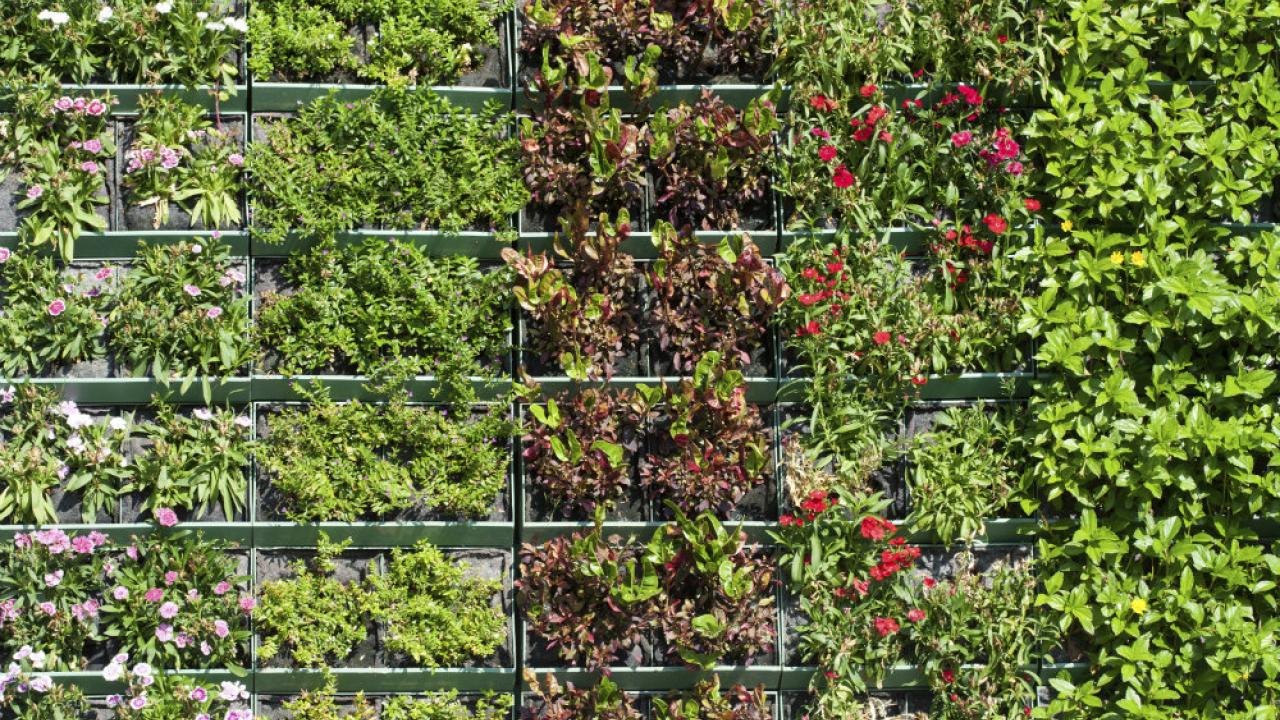 jardín vertical 