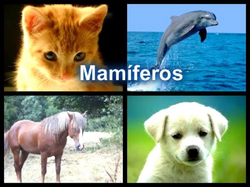 Los mamíferos para niños