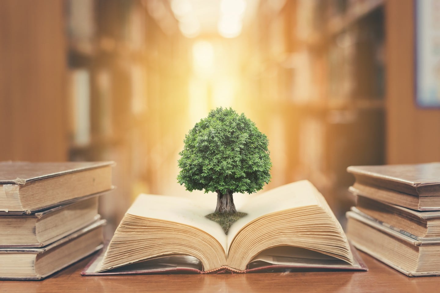 objetivos de la educación ambiental