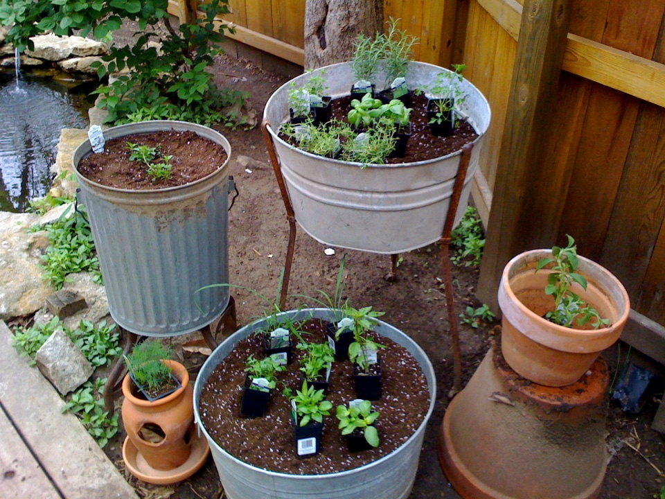 Plantas aromáticas