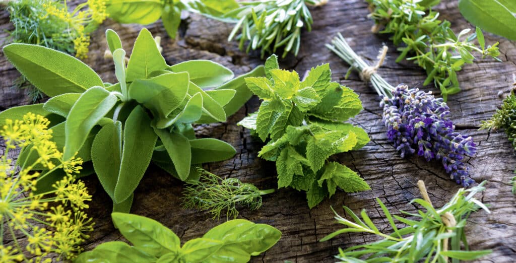 Plantas aromáticas