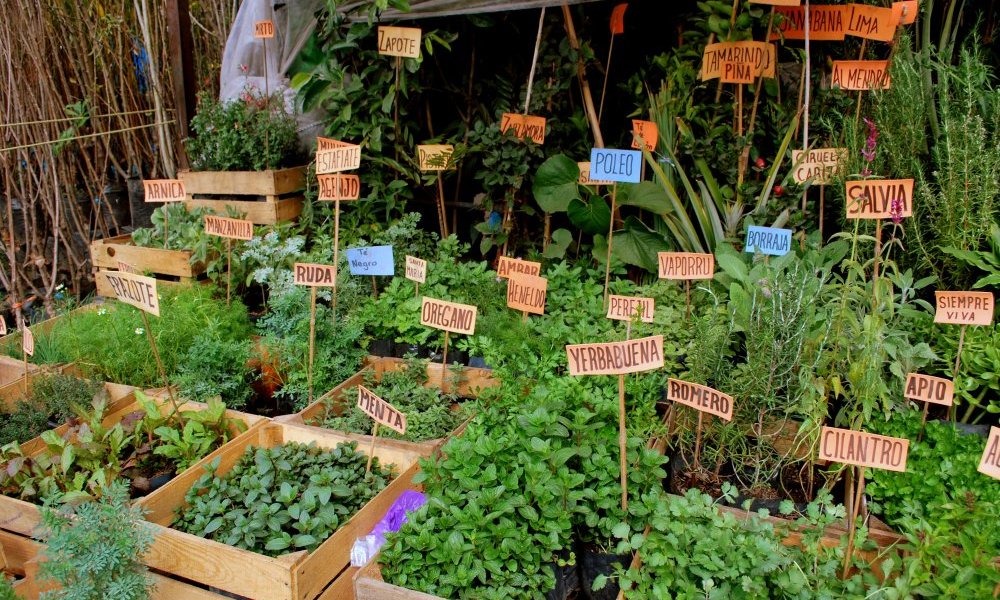 Plantas aromáticas