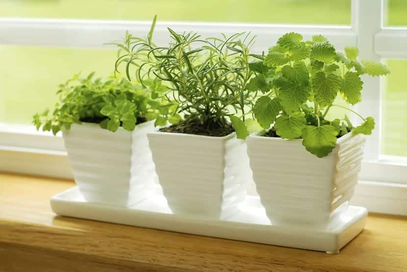 Plantas aromáticas