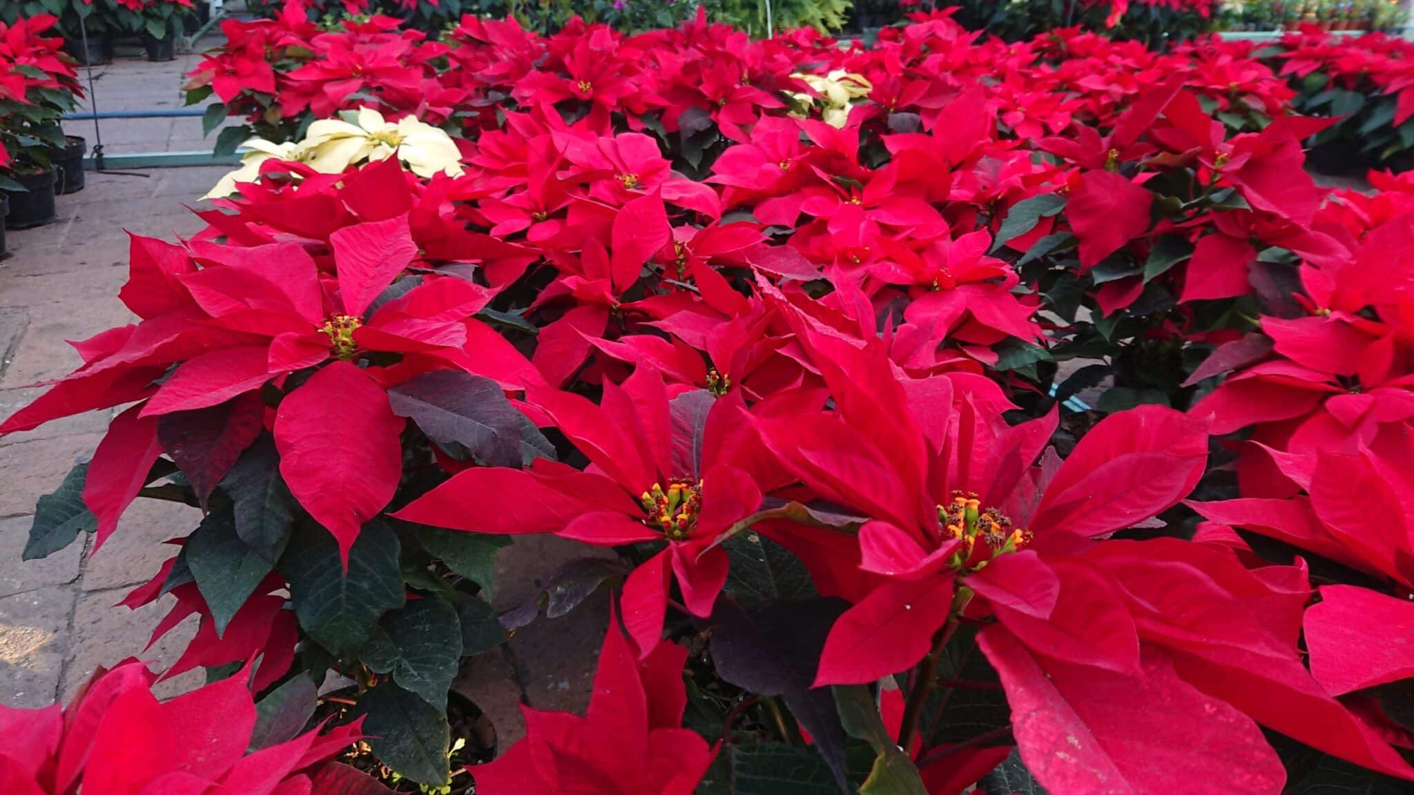 Descubre ¿cuáles son las PLANTAS DE INVIERNO?, todo aquí