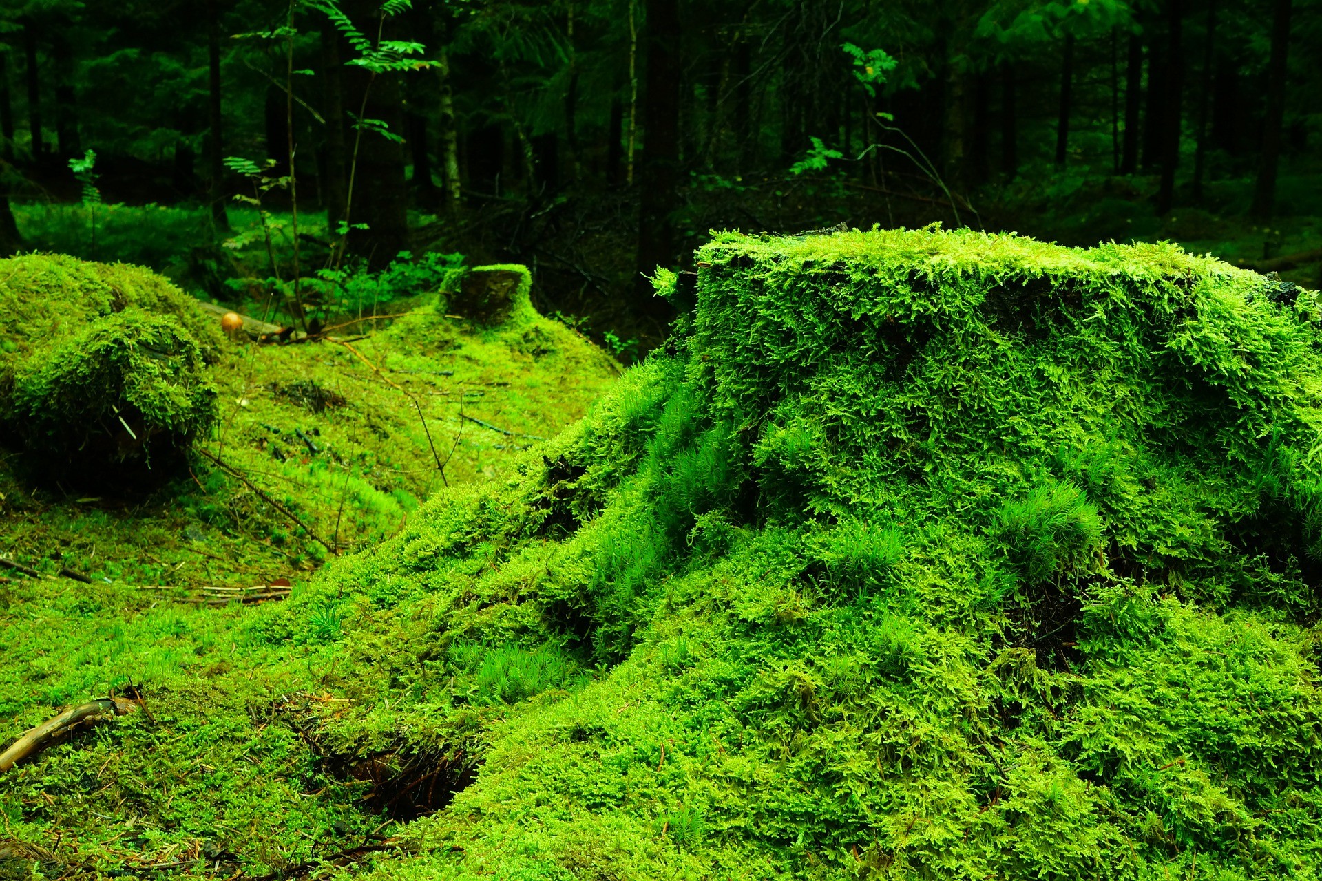 reforestación