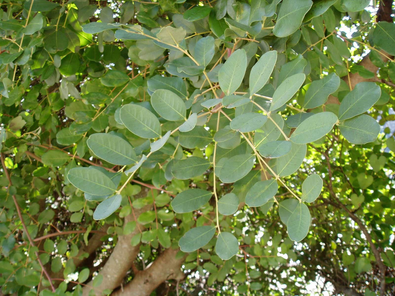 reforestación