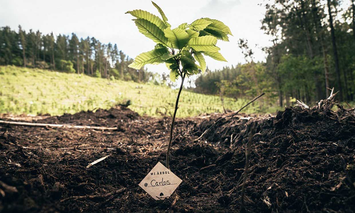 reforestación