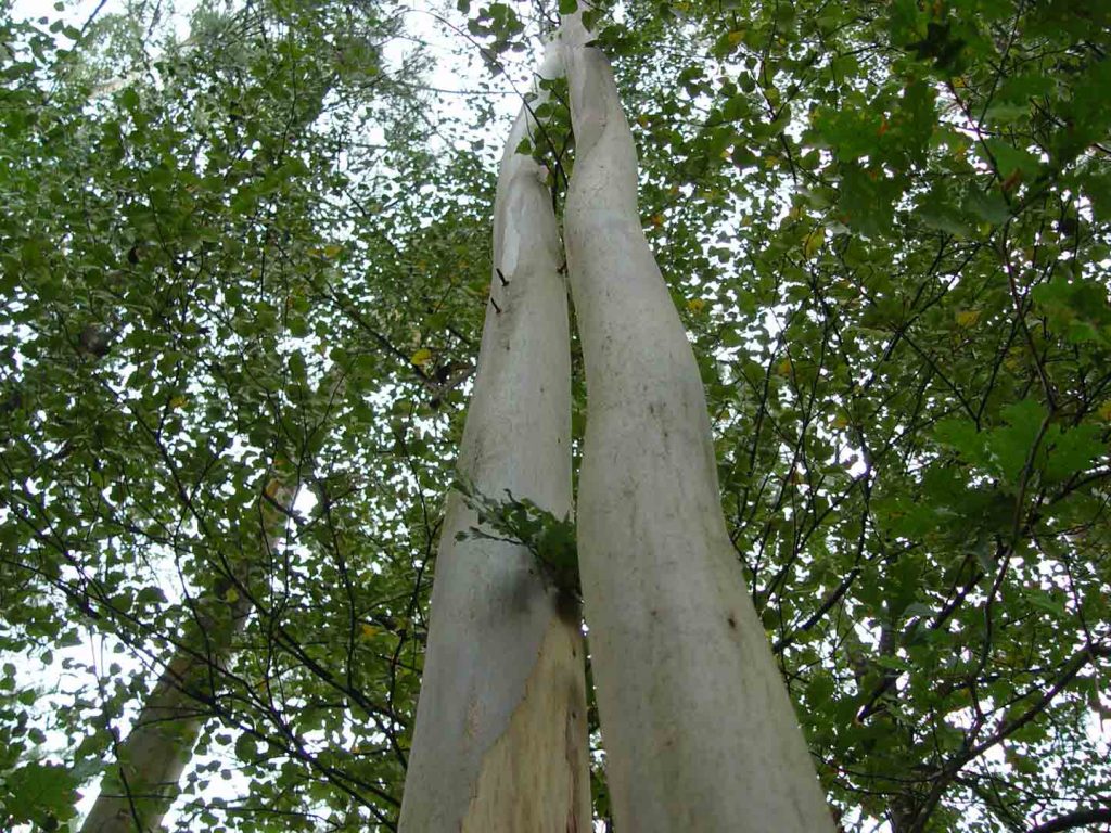 reforestación