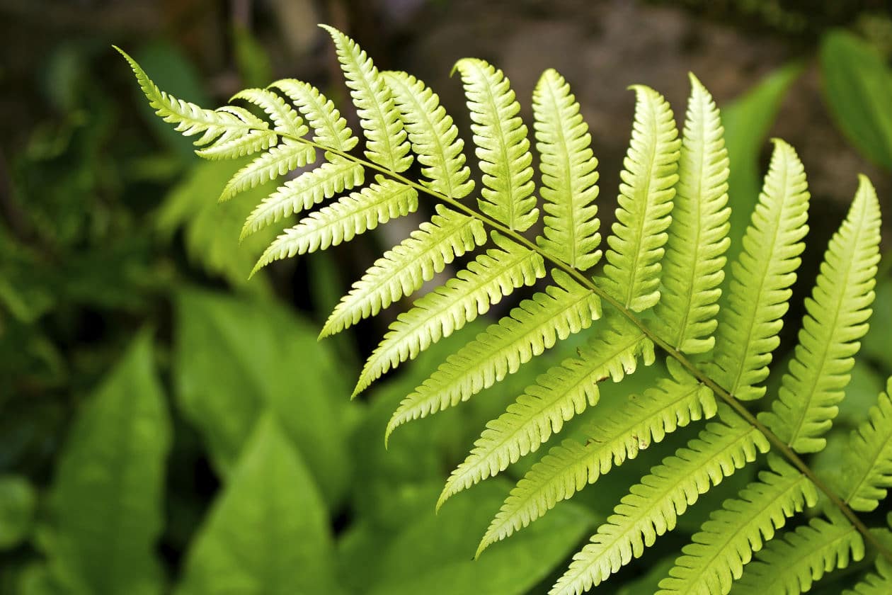 Reproducción en plantas