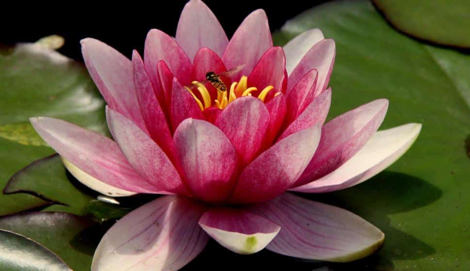 Reproducción en plantas