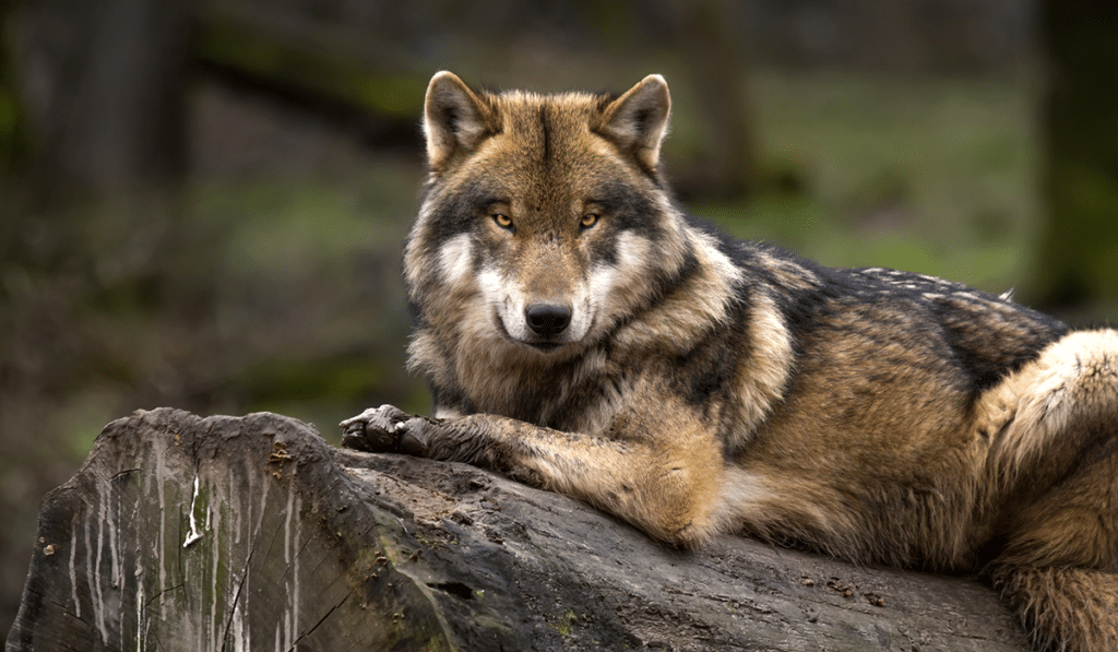 ¿Sabes por qué el lobo gris está en peligro de extinción?