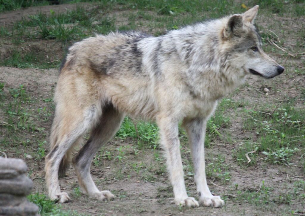 ¿Sabes por qué el lobo gris está en peligro de extinción?