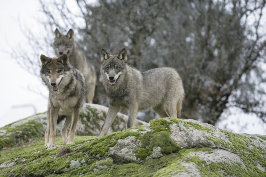 ¿Sabes por qué el lobo gris está en peligro de extinción?