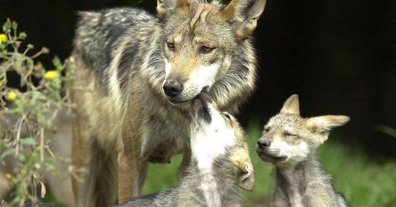 ¿Sabes por qué el lobo gris está en peligro de extinción?