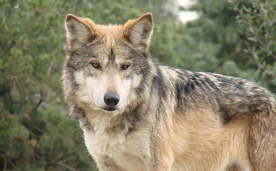 ¿Sabes por qué el lobo gris está en peligro de extinción?