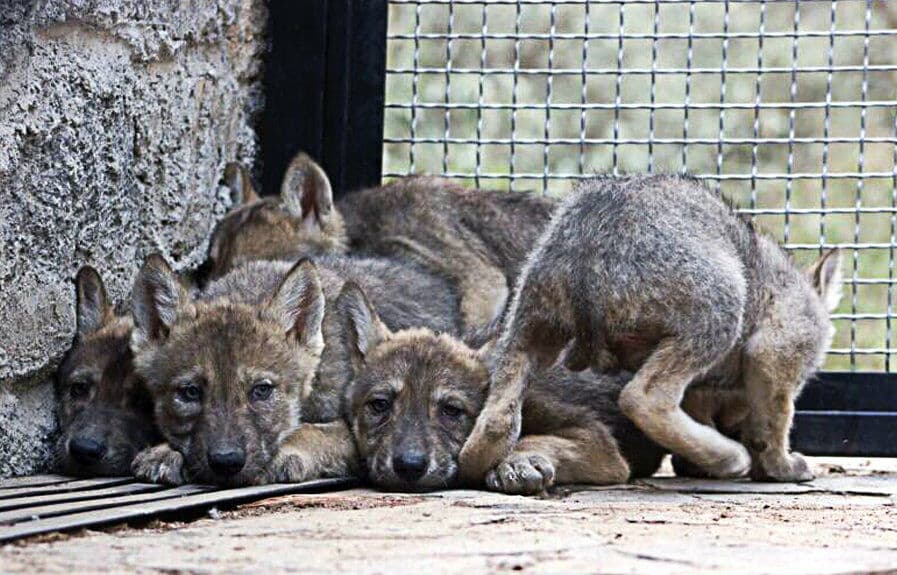 ¿Sabes por qué el lobo gris está en peligro de extinción?