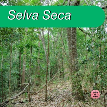 Colima Selvas Todo sobre la SELVA SECA, características, clima, flora, fauna y más