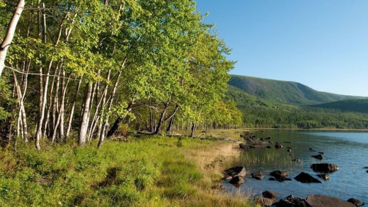 sucesión ecológica 