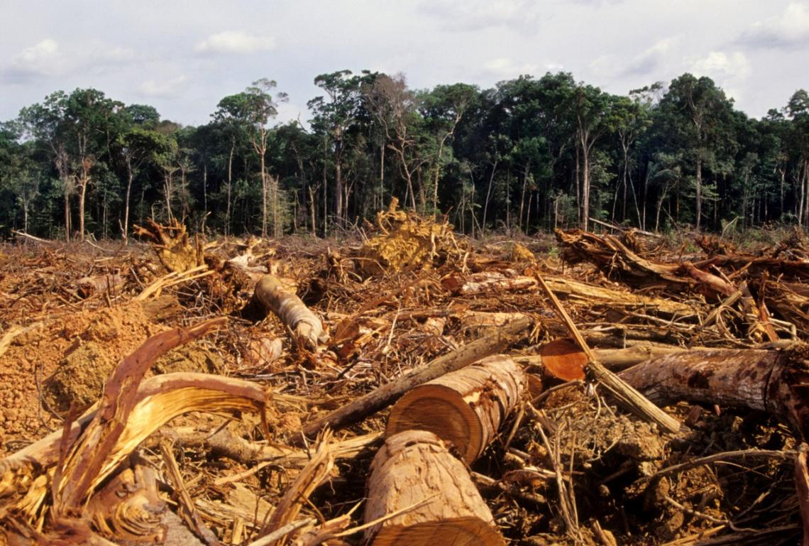 sucesión ecológica