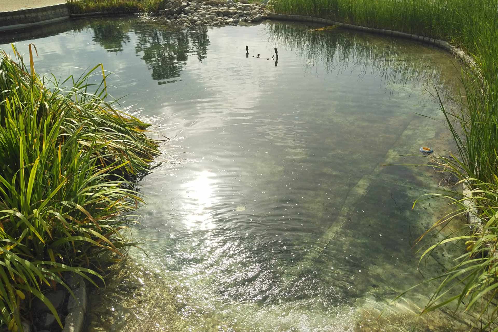 sucesión ecológica