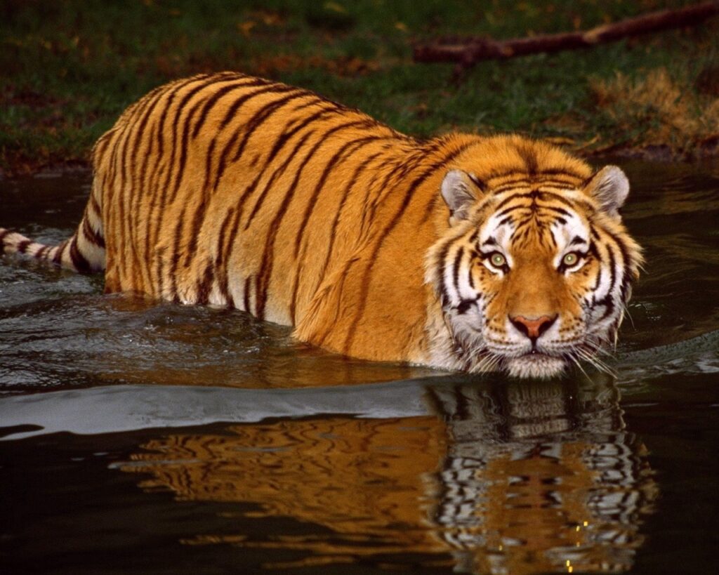 Tigre en peligro de extinción