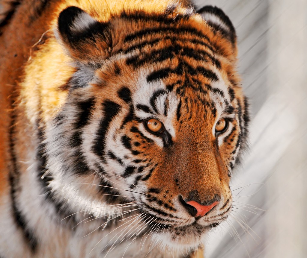 Tigre en peligro de extinción