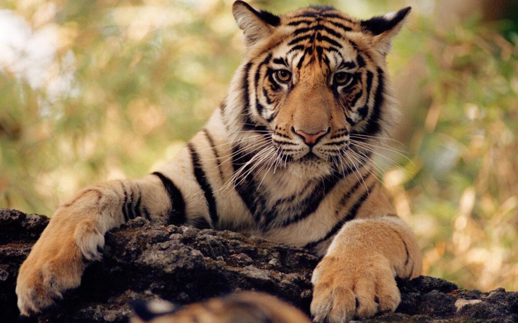 Tigre en peligro de extinción