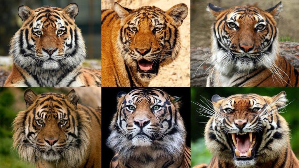 Tigre en peligro de extinción