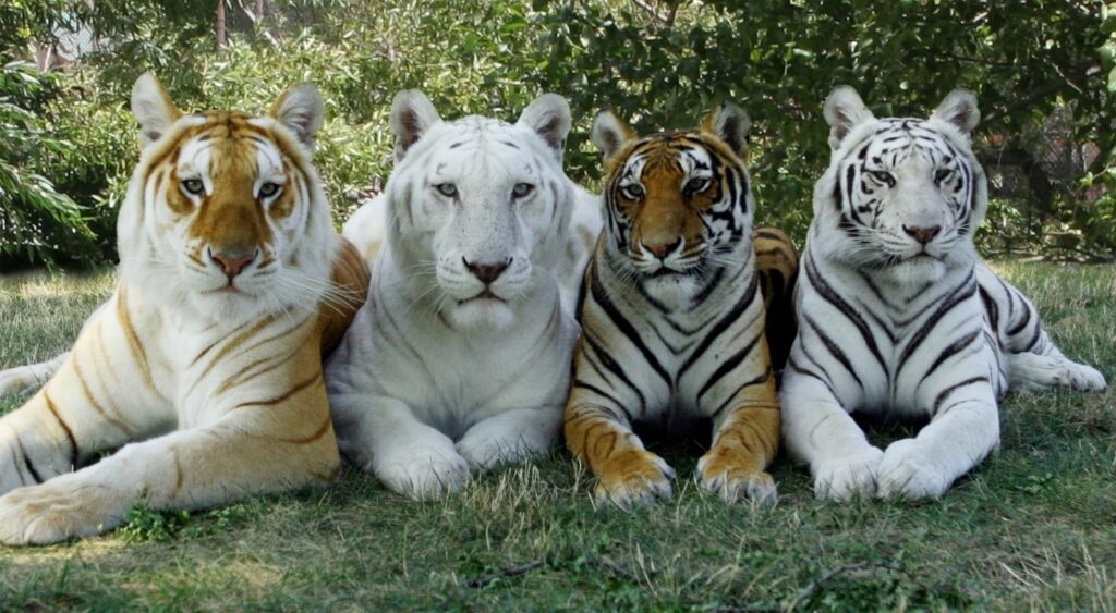 Tigre en peligro de extinción