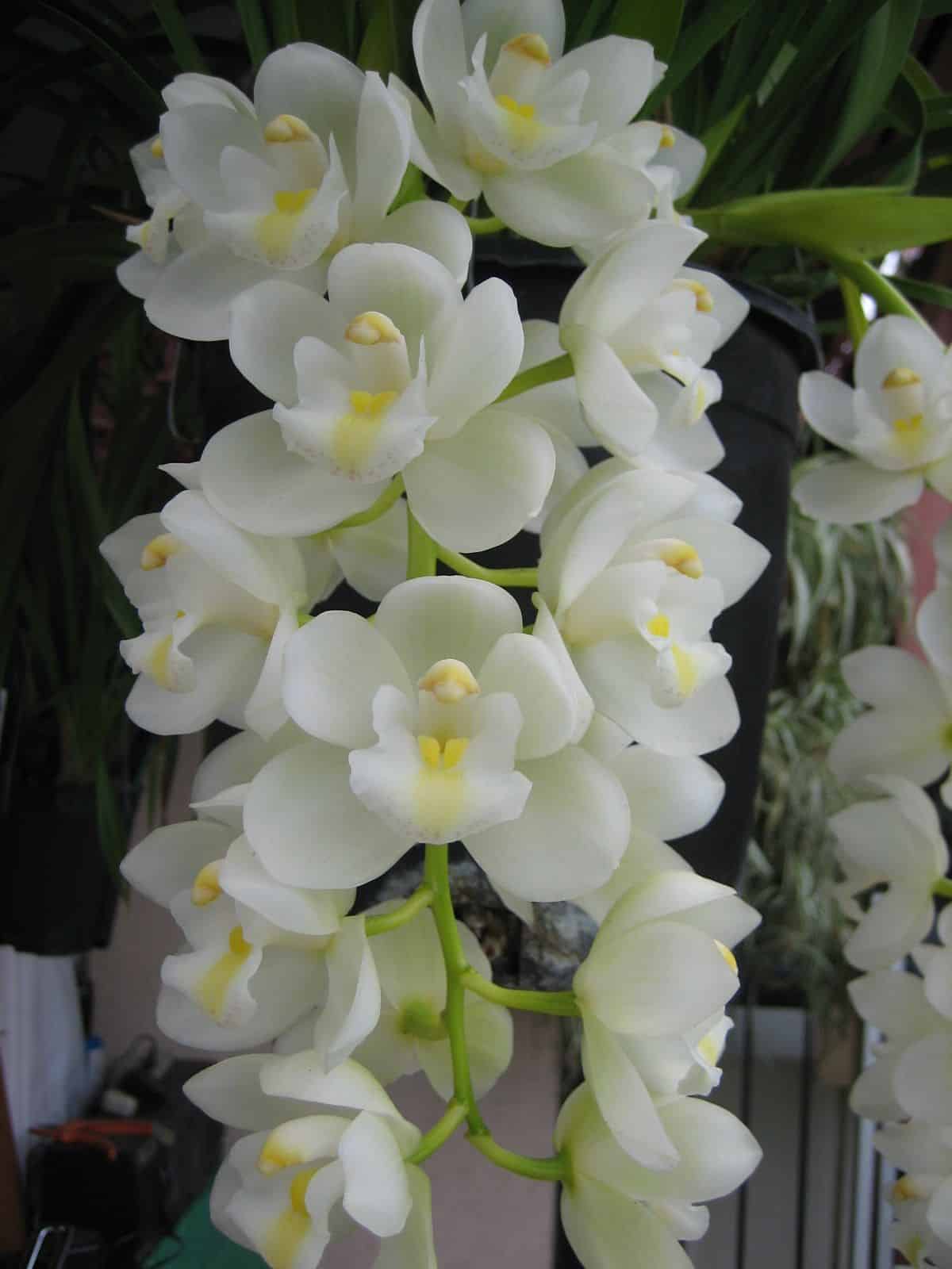 Tipos de orquídeas