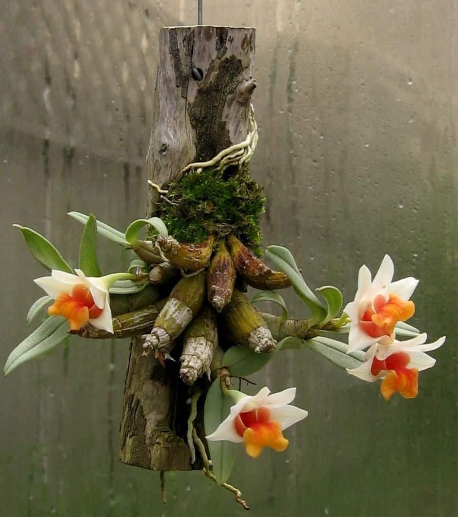 Tipos de orquídea