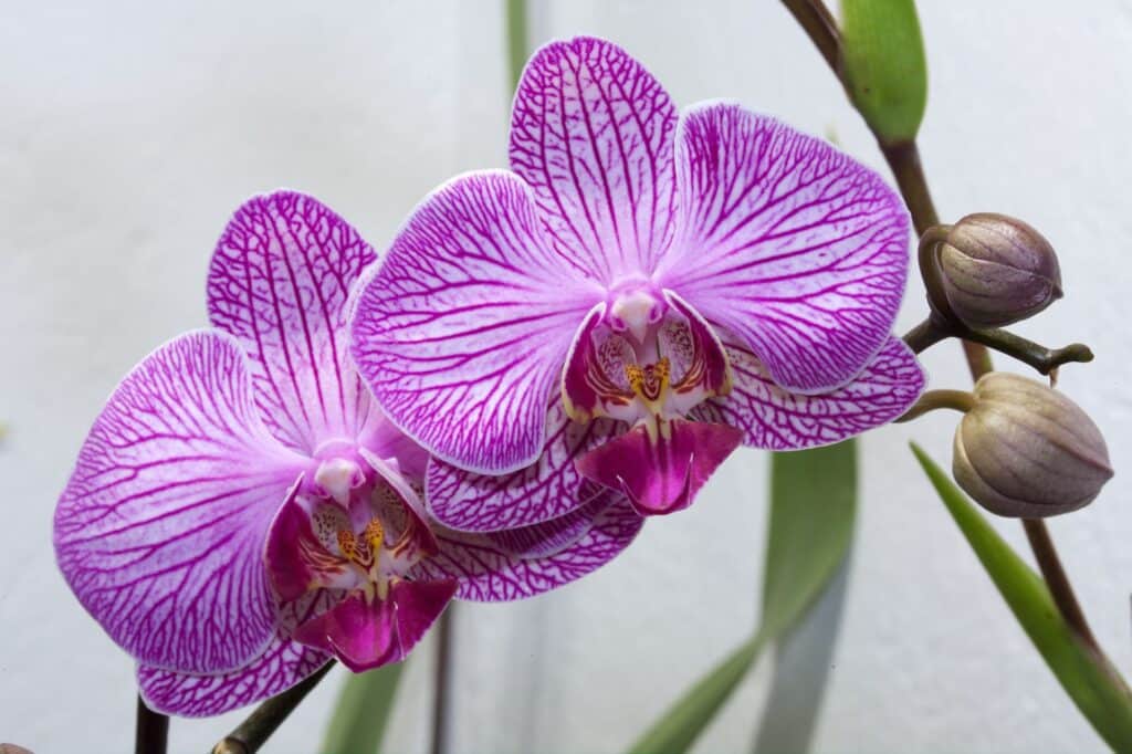 Tipos de orquídeas